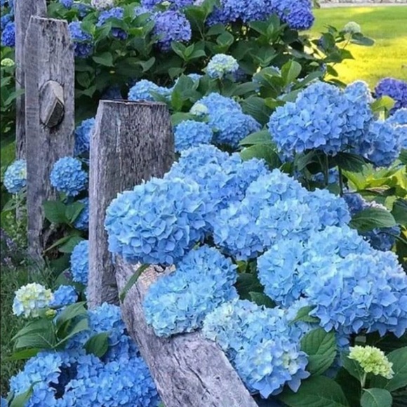 Meet your Posher, Angela - Picture 1 of 1